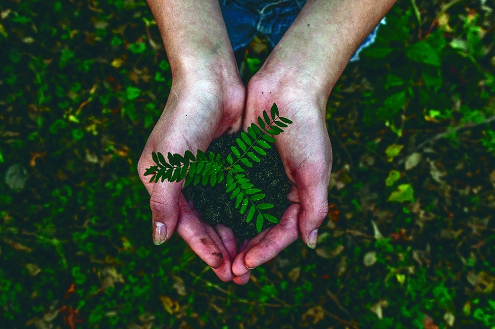 Hands holding a small plant
